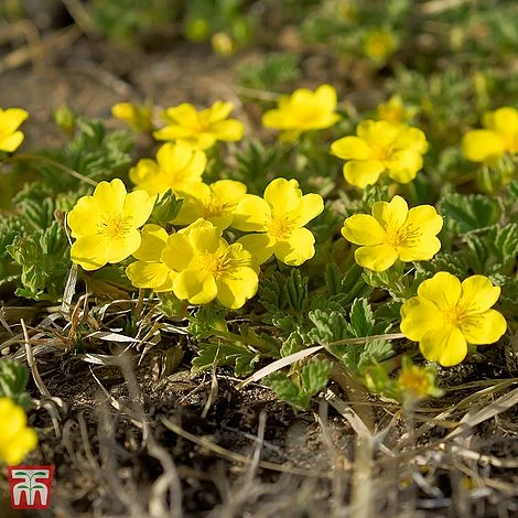 Potentilla Fruticosa 'Medicine Wheel Mountain' 3 Potentilla Fruticosa 'Medicine Wheel Mountain'