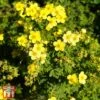 Potentilla Fruticosa 'Sommerflor' -Garden Glory Sales T66408 POTE 1