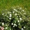 Potentilla Tridentata 'Nuuk' -Garden Glory Sales T66409 POTE 1
