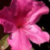 Rhododendron 'Blaauws Pink' -Garden Glory Sales T66422 AZAL 1