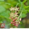 Ribes Gordonianum 1 Ribes Gordonianum -Garden Glory Sales T66429 RIBE 1