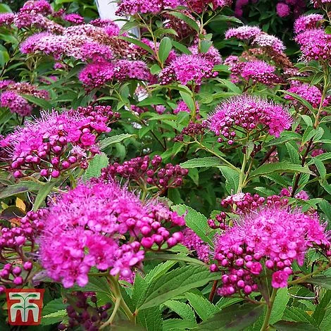 Spiraea Japonica 'Double Play Artist' 3 Spiraea Japonica 'Double Play Artist'
