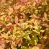 Spiraea Japonica 'Golden Princess' -Garden Glory Sales T66465 SPIR 1