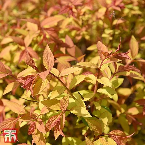 Spiraea Japonica 'Golden Princess' 3 Spiraea Japonica 'Golden Princess'