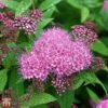 Spiraea 'Superstar' -Garden Glory Sales T66470 SPIR 1