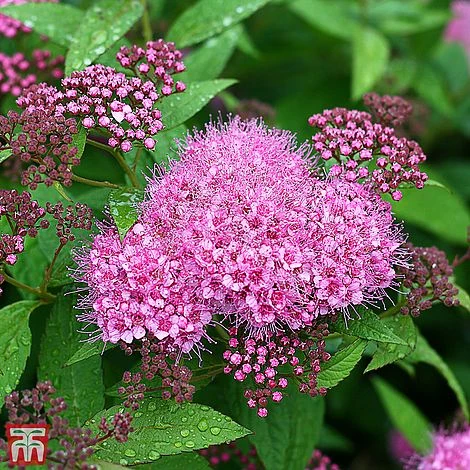 Spiraea 'Superstar' 3 Spiraea 'Superstar'