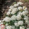 Spiraea Nipponica 'Snowmound' -Garden Glory Sales T66471 SPIR 1