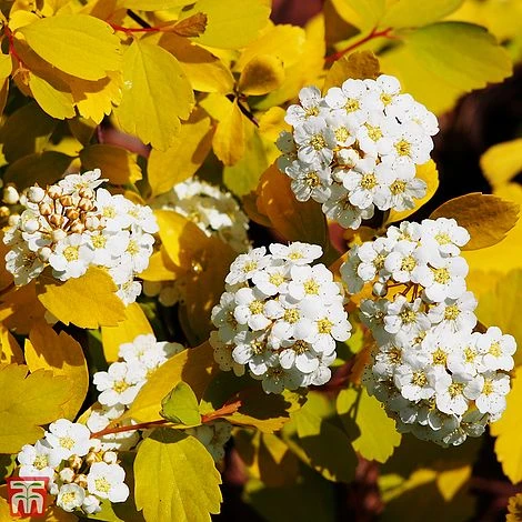 Spiraea X Vanhouttei 'Gold Fountain' 3 Spiraea X Vanhouttei 'Gold Fountain'