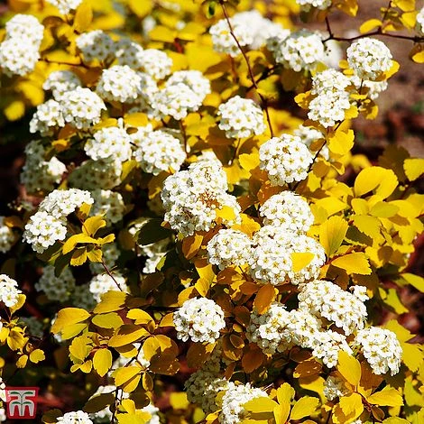 Spiraea X Vanhouttei 'Gold Fountain' 4 Spiraea X Vanhouttei 'Gold Fountain' - Image 2