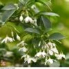 Styrax Japonicus 2 Styrax Japonicus -Garden Glory Sales T66478 STYR 1
