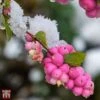 Symphoricarpos 'Magical Candy' -Garden Glory Sales T66483 SYMP 1