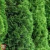 Thuja Occidentalis 'Brobeck's Tower' -Garden Glory Sales T66493 THUJ 1