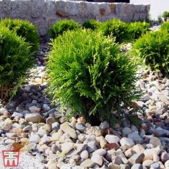 Thuja Occidentalis 'Danica'