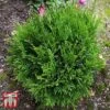 Thuja Occidentalis 'Miky' -Garden Glory Sales T66497 THUJ 1