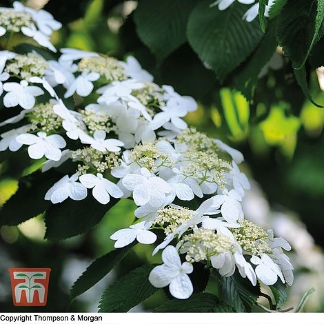 Viburnum Plicatum 'Watanabe' 3 Viburnum Plicatum 'Watanabe'