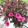 Weigela Florida 'Alexandra' -Garden Glory Sales T66525 WEIG 1