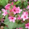 Weigela Florida 'Korea' -Garden Glory Sales T66527 WEIG 1