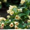Weigela Middendorffiana -Garden Glory Sales T66530 WEIG 2