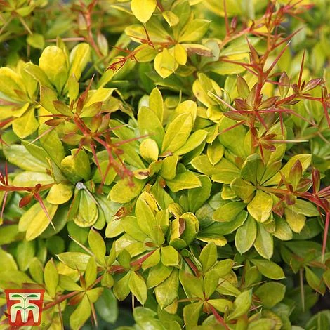 Berberis X Media 'Dual Jewel' 3 Berberis X Media 'Dual Jewel'