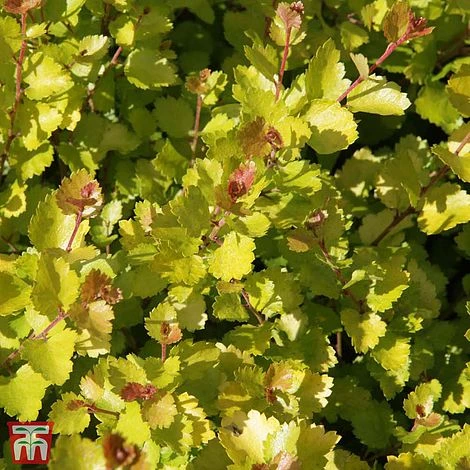 Betula Nana 'Golden Treasure' 3 Betula Nana 'Golden Treasure'