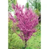 Cercis Chinensis 'Avondale' -Garden Glory Sales T67896 CERC 1