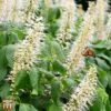Clethra Alnifolia 'Hummingbird' -Garden Glory Sales T67912 CLET 1