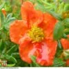 Potentilla Fruticosa 'Red Ace' -Garden Glory Sales T68158 POTE 1