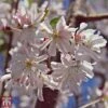Prunus X Subhirtella 'Autumnalis Rosea' -Garden Glory Sales T68174 PRUN 1
