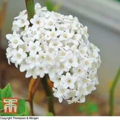 Viburnum Burkwoodii