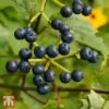Viburnum Dentatum 'Blue Muffin Christom' 1 Viburnum Dentatum 'Blue Muffin Christom' -Garden Glory Sales T68199 VIBU 1