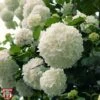 Viburnum Macrocephalum 'Happy Fortuna' 2 Viburnum Macrocephalum 'Happy Fortuna' -Garden Glory Sales T68203 VIBU 1