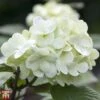 Viburnum Plicatum F. Plicatum 'Grandiflorum' -Garden Glory Sales T68205 VIBU 1