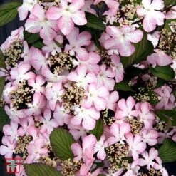 Viburnum Plicatum F. Tomentosum 'Molly Schroeder'