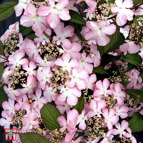 Viburnum Plicatum F. Tomentosum 'Molly Schroeder' 3 Viburnum Plicatum F. Tomentosum 'Molly Schroeder'