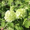 Viburnum Plicatum F. Plicatum 'Popcorn' 1 Viburnum Plicatum F. Plicatum 'Popcorn' -Garden Glory Sales T68217 VIBU 1