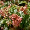 Acer Ginnala 'Bailey Compact' -Garden Glory Sales T68232 ACER 1