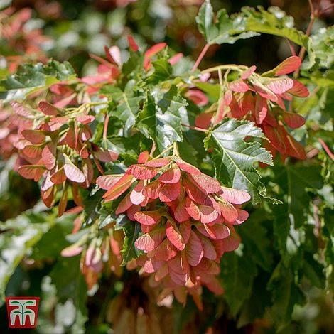 Acer Ginnala 'Bailey Compact' 2 Acer Ginnala 'Bailey Compact'