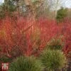 Cornus Alba 'Baton Rouge' -Garden Glory Sales T68300 CORN 1