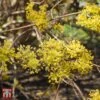 Cornus Mas 'Jolico' 1 Cornus Mas 'Jolico' -Garden Glory Sales T68320 CORN 1