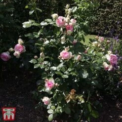 Rose 'Eden Rose 88' -Garden Glory Sales T68469 ROSE 2