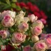 Rose 'Eden Rose 88' -Garden Glory Sales T68469 ROSE 3
