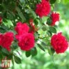 Rose 'Fairy Queen' -Garden Glory Sales T68471 ROSE 1