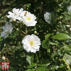 Rose 'Guirlande D'Amour' -Garden Glory Sales T68479 ROSE 2