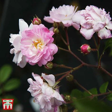 Rose 'Guirlande Rose' 4 Rose 'Guirlande Rose' - Image 2