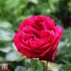 Rose 'Red Eden Rose' -Garden Glory Sales T68503 ROSE 1
