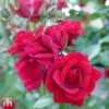 Rose 'Thats Jazz' -Garden Glory Sales T68509 ROSE 1