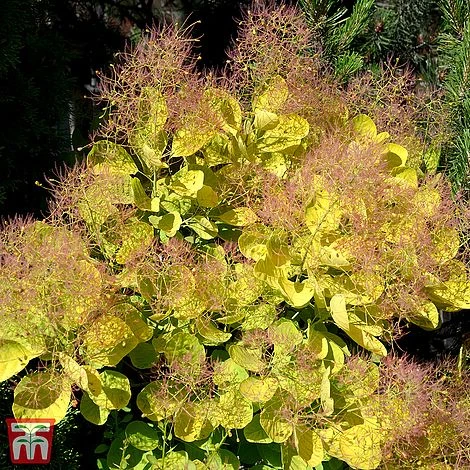 Cotinus Coggygria 'Golden Spirit' 3 Cotinus Coggygria 'Golden Spirit'