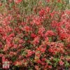 Chaenomeles 'Scarlet Storm' -Garden Glory Sales T79997 CHA 1
