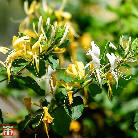 Honeysuckle 'Graham Thomas' 4 Honeysuckle 'Graham Thomas' - Image 2