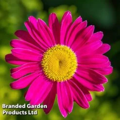 Tanacetum Coccineum 'Robinson's Pink'